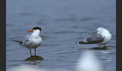 Sturmmöwe (Larus canus)