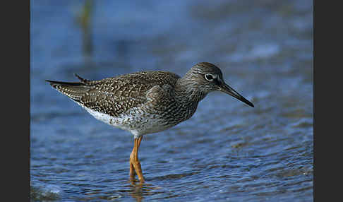 Rotschenkel (Tringa totanus)