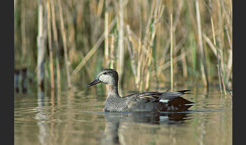 Schnatterente (Anas strepera)