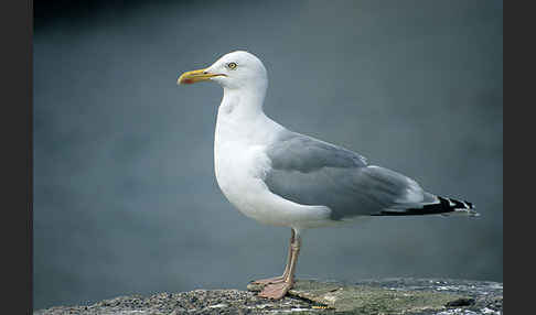 Silbermöwe (Larus argentatus)