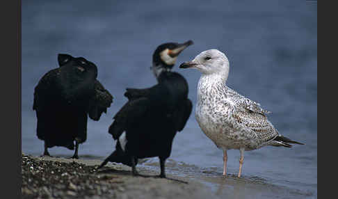 Kormoran (Phalacrocorax carbo)