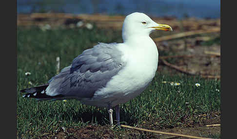 Silbermöwe (Larus argentatus)