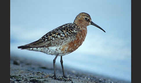 Sichelstrandläufer (Calidris ferruginea)