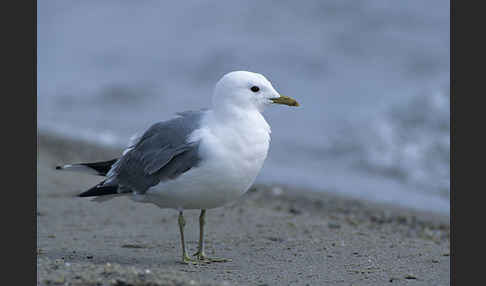 Sturmmöwe (Larus canus)