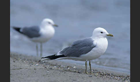 Sturmmöwe (Larus canus)