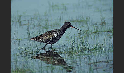 Dunkler Wasserläufer (Tringa erythropus)