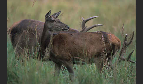 Rotwild (Cervus elaphus)