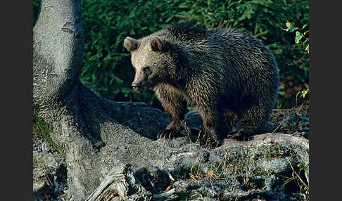 Braunbär (Ursus arctos)