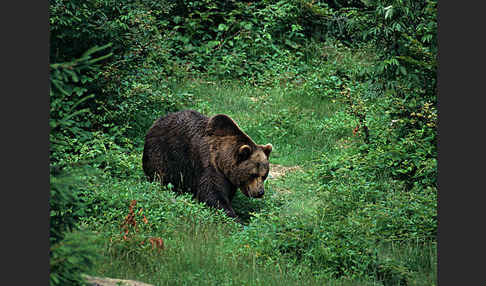 Braunbär (Ursus arctos)