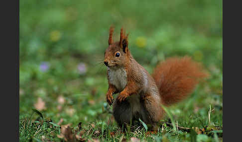 Eichhörnchen (Sciurus vulgaris)