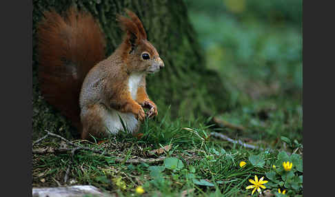 Eichhörnchen (Sciurus vulgaris)