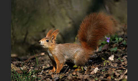 Eichhörnchen (Sciurus vulgaris)