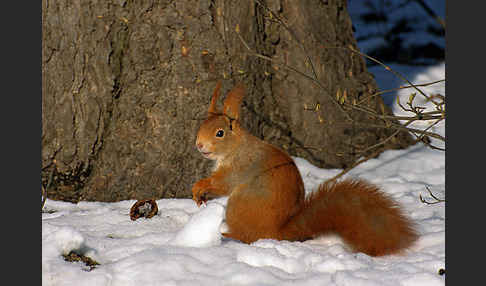 Eichhörnchen (Sciurus vulgaris)