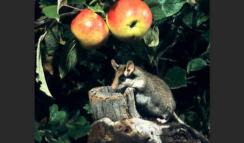 Gartenschläfer (Eliomys quercinus)