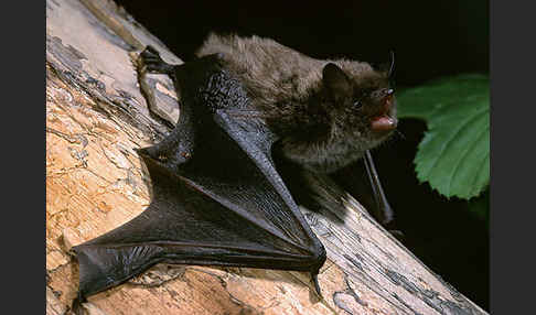 Große Bartfledermaus (Myotis brandti)