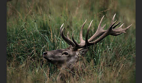 Rotwild (Cervus elaphus)