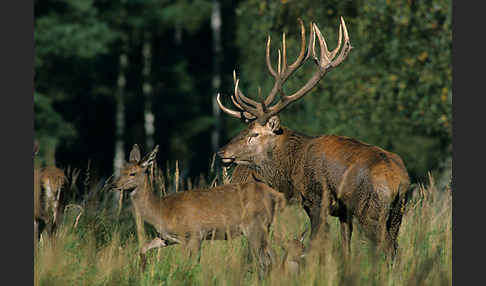 Rotwild (Cervus elaphus)