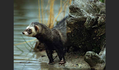 Iltis (Mustela putorius)