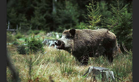 Schwarzwild (Sus scrofa)