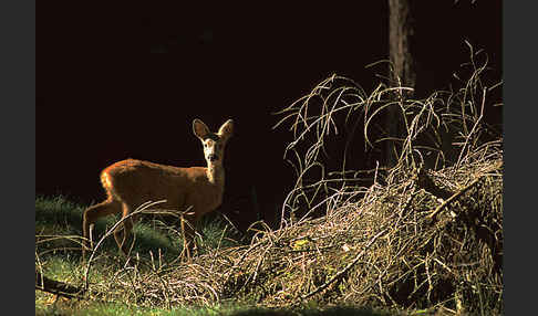 Rehwild (Capreolus capreolus)