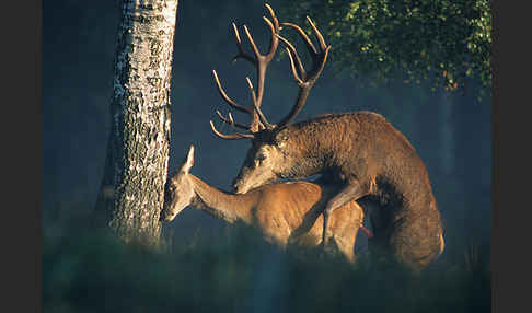 Rotwild (Cervus elaphus)