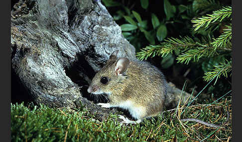 Waldmaus (Apodemus sylvaticus)