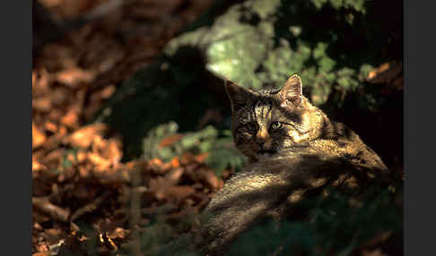 Wildkatze (Felis silvestris)