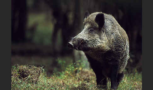 Schwarzwild (Sus scrofa)