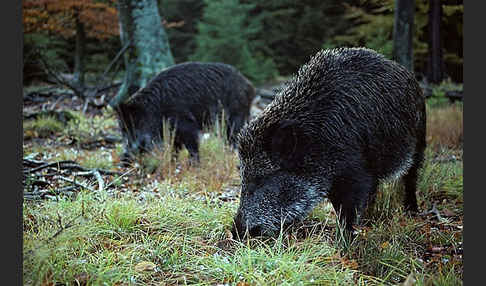 Schwarzwild (Sus scrofa)