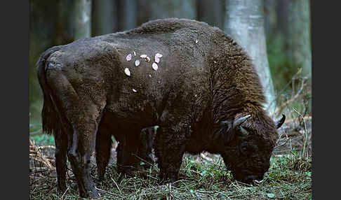 Wisent (Bison bonasus)