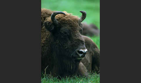 Wisent (Bison bonasus)