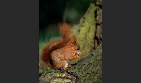 Eichhörnchen (Sciurus vulgaris)