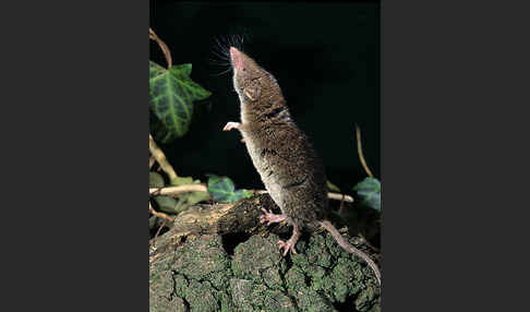 Hausspitzmaus (Crocidura russula)