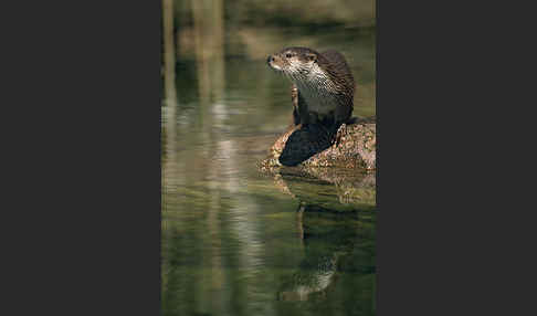 Fischotter (Lutra lutra)