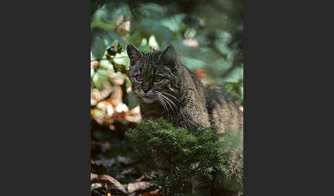 Wildkatze (Felis silvestris)