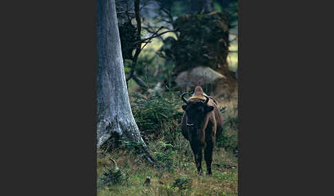 Wisent (Bison bonasus)