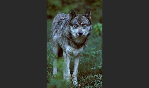 Wolf (Canis lupus)