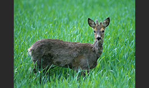 Rehwild (Capreolus capreolus)