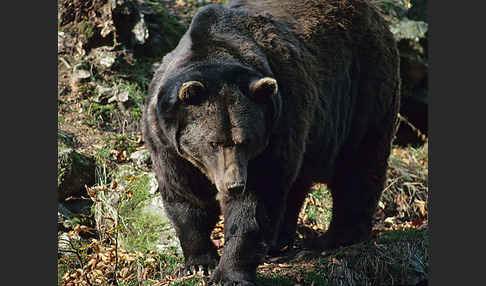 Braunbär (Ursus arctos)