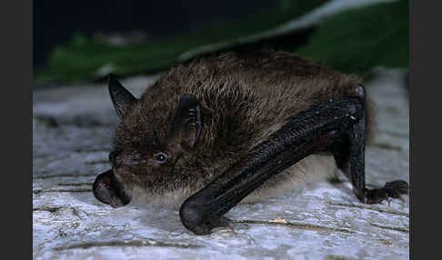 Große Bartfledermaus (Myotis brandti)