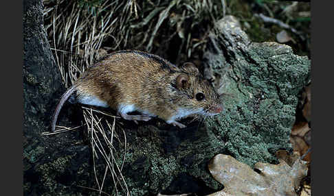 Brandmaus (Apodemus agrarius)