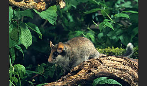 Gartenschläfer (Eliomys quercinus)