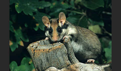 Gartenschläfer (Eliomys quercinus)