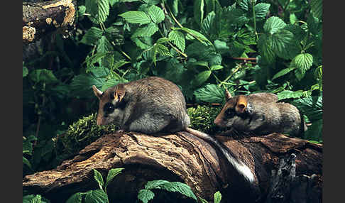 Gartenschläfer (Eliomys quercinus)