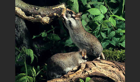 Gartenschläfer (Eliomys quercinus)