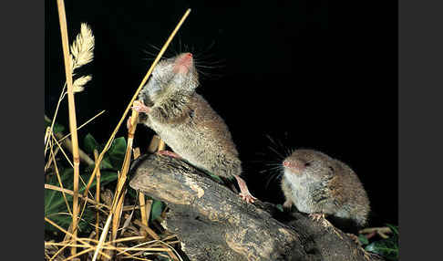 Hausspitzmaus (Crocidura russula)