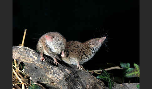 Hausspitzmaus (Crocidura russula)