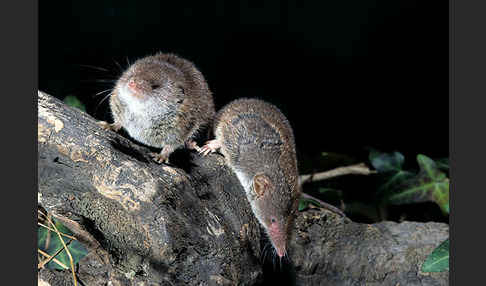 Hausspitzmaus (Crocidura russula)