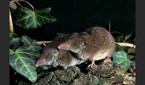 Hausspitzmaus (Crocidura russula)