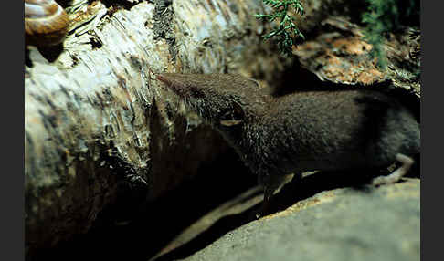 Hausspitzmaus (Crocidura russula)